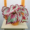 Photo of Begonias