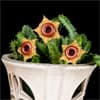 Photo of Cactus & Succulents