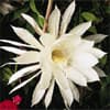 Photo of Fragrant