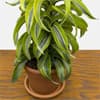 Photo of Indestructible Houseplants