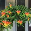 Photo of Indoor Plants
