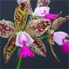 Photo of Orchids