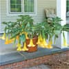 Photo of Patio Plants