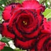 Photo of Rare & Unusual Plants