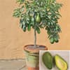 Photo of Tropical Fruiting Plants