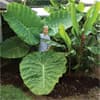 Photo of Growing Tropicals in the Summer Garden