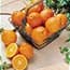 Photo of Honeybell Tangelos