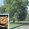 Photo of Nut Trees