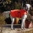 Photo of Dogs