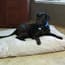 Photo of Organic Pet Beds