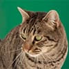 Photo of Cat Supplies