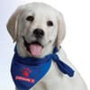 Photo of Dog Supplies