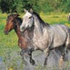 Photo of Horse Supplies