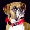 Photo of Electronic Dog Products