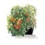 Photo of EarthBoxes
