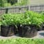 Photo of Smart Pots