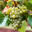 Photo of Chardonnay