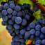 Photo of Cabernet Sauvignon