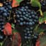 Photo of Malbec