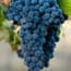 Photo of Merlot