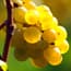 Photo of Pinot Grigio