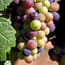 Photo of Pinot Noir