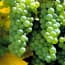 Photo of Sauvignon Blanc