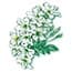 Photo of Woods of Windsor White Jasmine