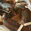 Photo of Live Lobster