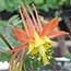 Photo of Aguilegia<br>(Columbine)