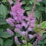 Photo of Astilbe