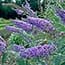 Photo of Buddleia<br>(Butterfly Bush)