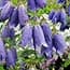 Photo of Campanula<br>(Bellflower)