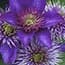Photo of Clematis