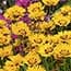 Photo of Coreopsis<br>(Tickseed)