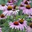 Photo of Echinacea<br>(Coneflower)