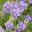 Photo of Geranium<br>(Cranesbill)