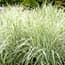 Photo of Grasses