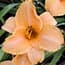 Photo of Hemerocallis<br>(Daylily)