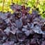 Photo of Heuchera<br>(Coral Bells)