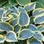 Photo of Hosta<br>(Funkia)