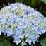 Photo of Hydrangea