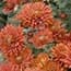 Photo of Mums