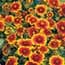 Photo of Perennials