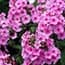 Photo of Phlox