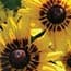 Photo of Rudbeckia<br>(Gloriosa Daisy)