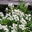 Photo of Shrubs