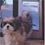 Photo of Pet Door Replacement Flaps