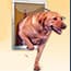 Photo of For Giant Breeds