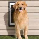 Photo of Pet Doors for Walls